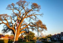 find-trusted-tree-felling-pretoria-experts-near-you