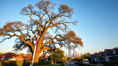 find-trusted-tree-felling-pretoria-experts-near-you