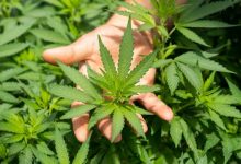 the-benefits-and-challenges-of-growing-regular-marijuana-seeds